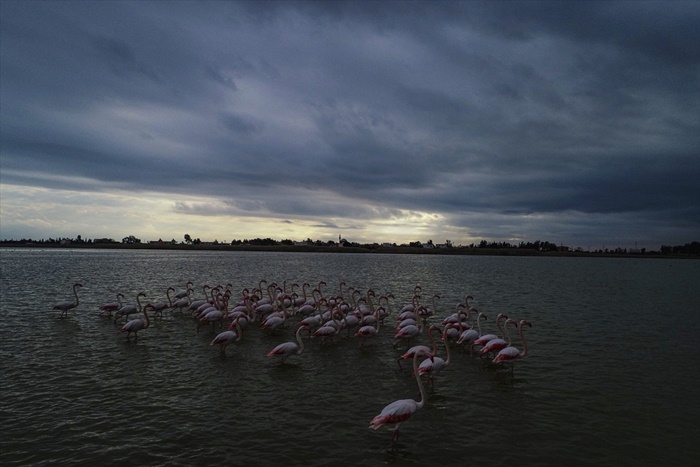 Mevsimsel şartlar Çukurova Deltası'nın flamingo sayısını düşürdü