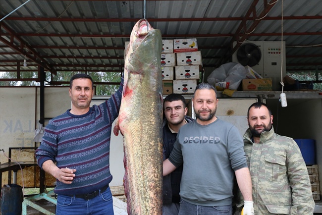 Adana'da 2 metre 40 santimetre uzunluğunda yayın balığı yakalandı