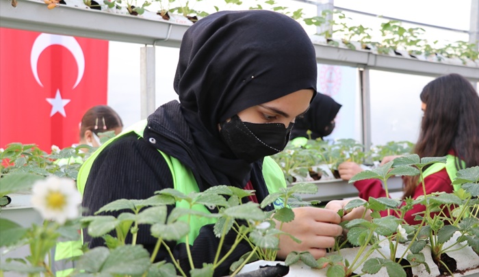 Adana'da lise öğrencileri kurdukları serada topraksız çilek yetiştiriyorlar