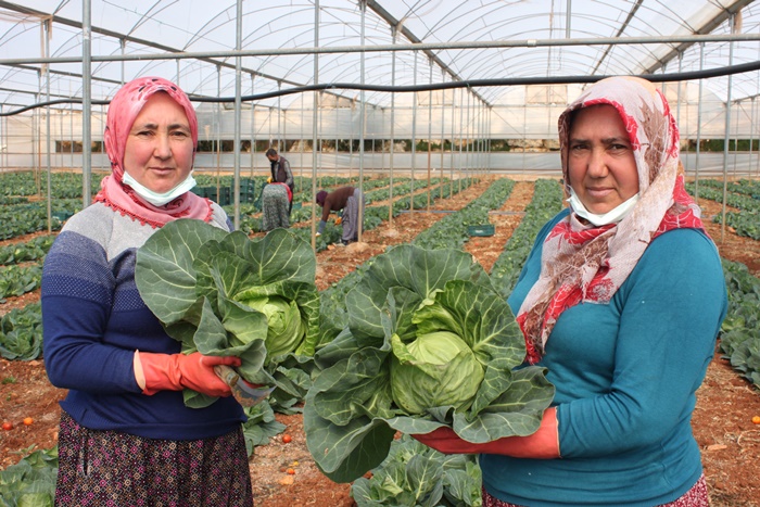 İhracata yeni bir ürün eklendi; Mini lahananın tanesi 10 lira