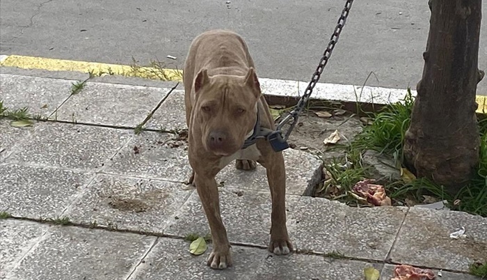 Adana'da sokakta başıboş bulunan pitbull barınağa teslim edildi