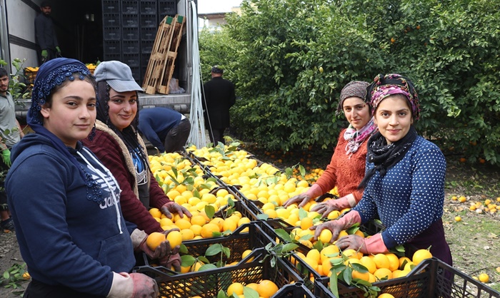 Tarım işçisi kadınlar, Çukurova'da üretimin her aşamasına katkı sunuyor