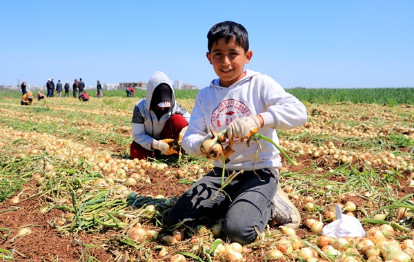 Adana'da Turfanda soğan hasadı başladı