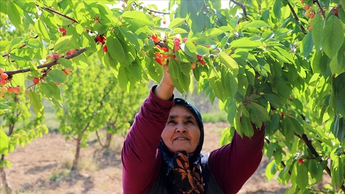 İspanyol kirazı Adana'dan Avrupa'ya ihraç ediliyor