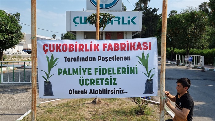 Adana'da Çukobirlik ücretsiz palmiye fidesi dağıtıyor