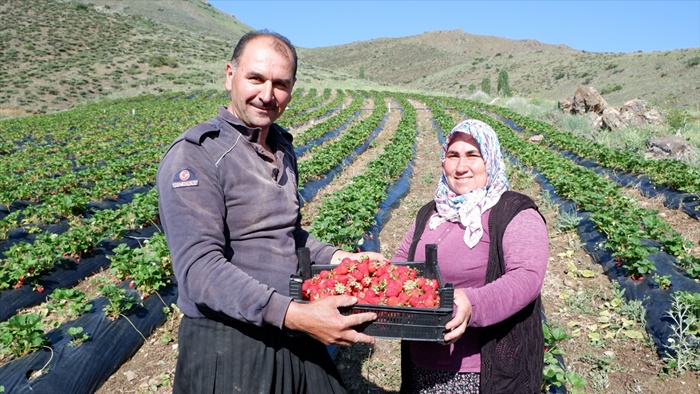 Bozkır mahalle, çileği sevince üretim alanı 134 katına çıktı