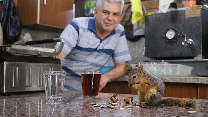 Bitkin halde bulup beslediği sincap çay ocağının "elemanı" oldu