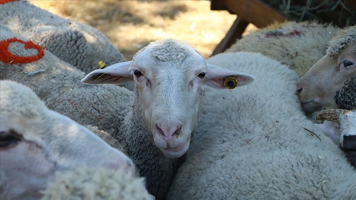 Küçükbaş hayvancılık desteklerinden 300 bin yetiştiricinin faydalanması bekleniyor