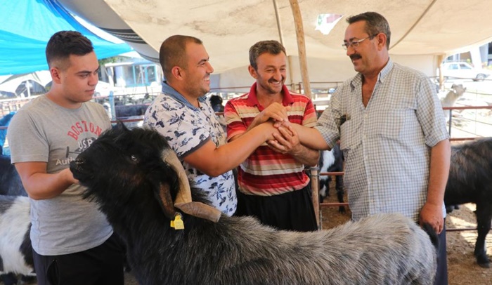 Adana’da187 kiloluk "Paşa" kurban pazarının gözdesi oldu