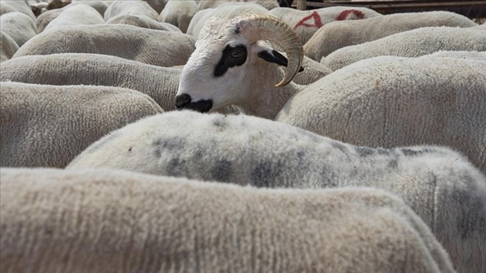 Tarım ve Orman Bakanlığından "Kurban Rehberi"