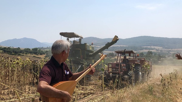 Adana’da sazlı sözlü ayçiçek hasadı