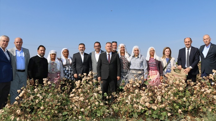 Adana'da iki çeşit renkli pamuğun hasadı yapıldı