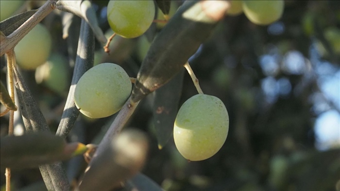 Zeytin ağaçlarındaki tane tutumu yüksek rekolte için umutlandırdı