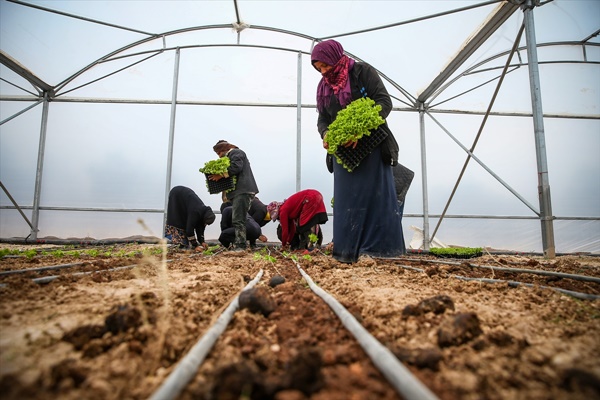 Adana'da kadın çiftçi ve tarım işçileri serada eğitilecek