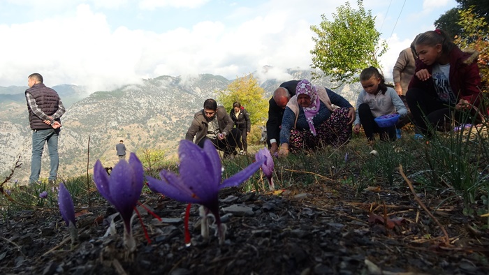 İki dönümden sadece 500 gram çıkıyor, gramı 60 TL'den alıcı buluyor