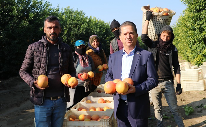 Narenciyenin başkenti Adana’da greyfurt hasadı başladı