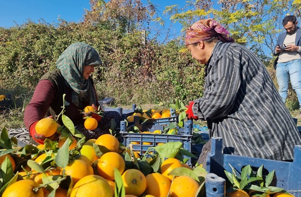 Tescilli Kozan portakalda hasat başladı