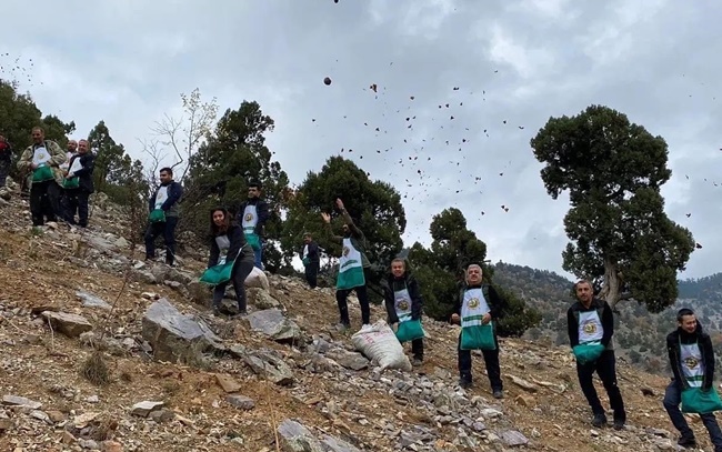 Feke'de sedir tohumları toprakla buluşuyor