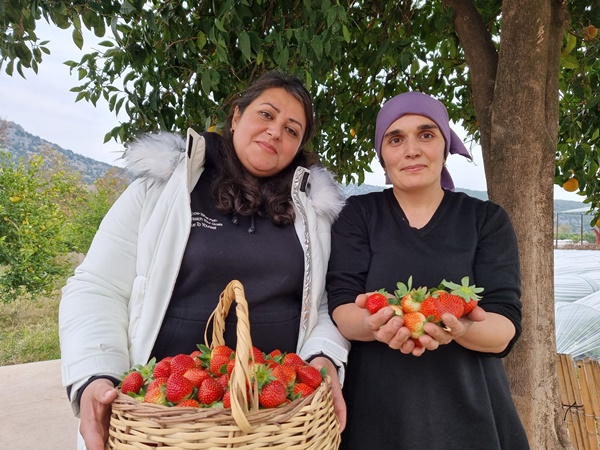 Enkaz kentin bereketli topraklarında yetişen çilek, tarlada 100 TL’den alıcı buluyor