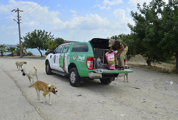 Adana'da geçen yıl 132 yasaklı ırk köpek barınağa yerleştirildi