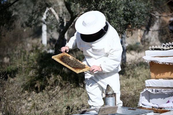 Olumsuz mevsim koşulları ve tarım ilaçları bal üretimini azaltıyor