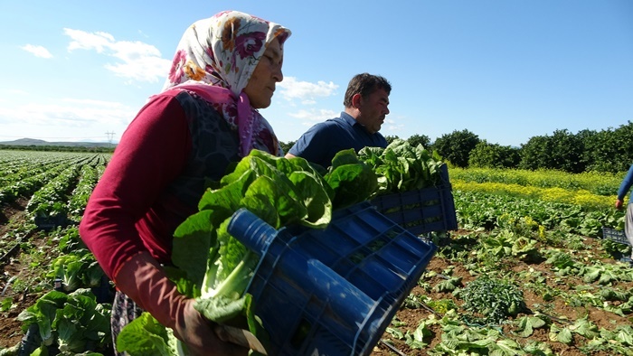 Ramazan'da salatanın vazgeçilmezi marulda hasat: Tarlada 4 TL