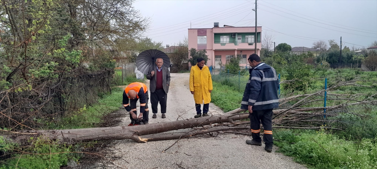 Adana'da şiddetli rüzgar ağaçları devirdi