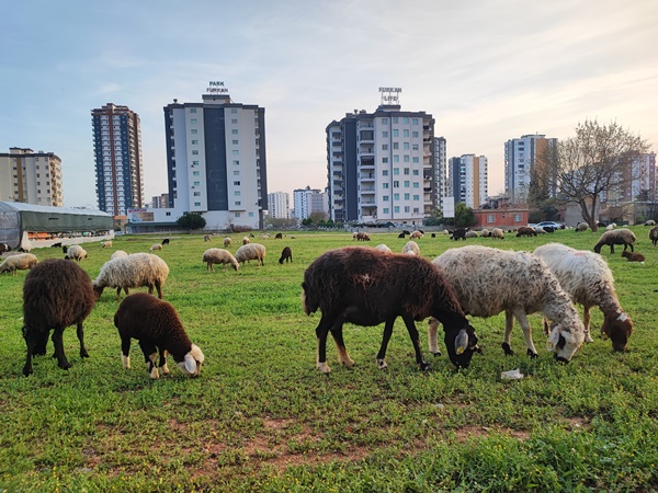 Adana’da köy ve kent iç içe geçti