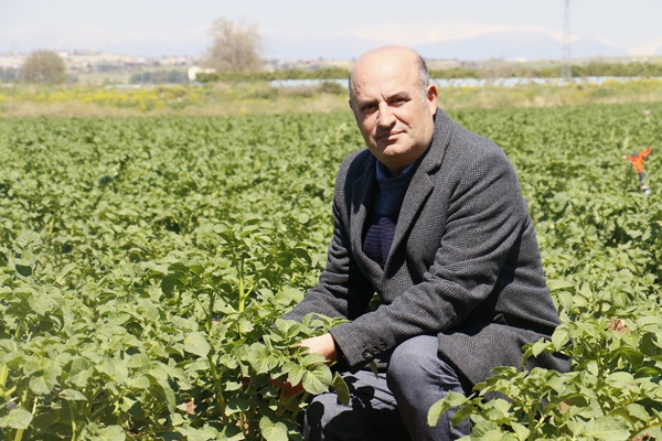 Geçen sene üzen patates, bu sene üreticinin yüzünü güldürecek