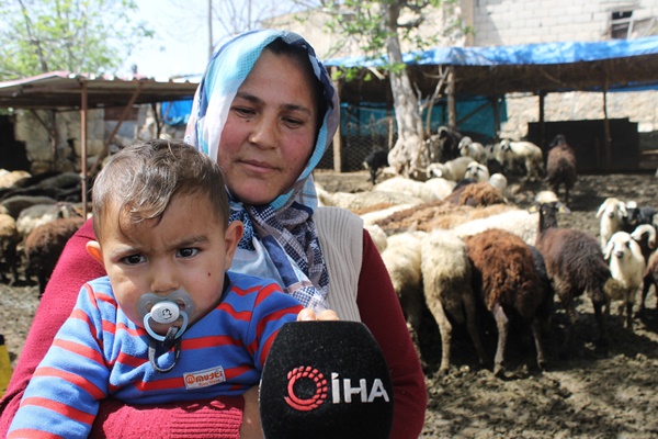 Dört çocuk annesi devletten aldığı destekle 230 koyunluk sürünün sahibi oldu