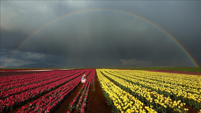 Hollanda'da dünyanın en büyük lale bahçelerinden Keukenhof, 75. kez ziyarete açıldı