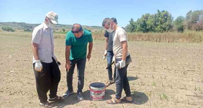 Hububat ekili alanlarda tarla faresi ile mücadele