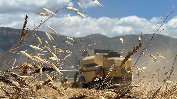 Doktor çift kanser hastalarına yönelik "karakılçık buğdayı" üretiyor