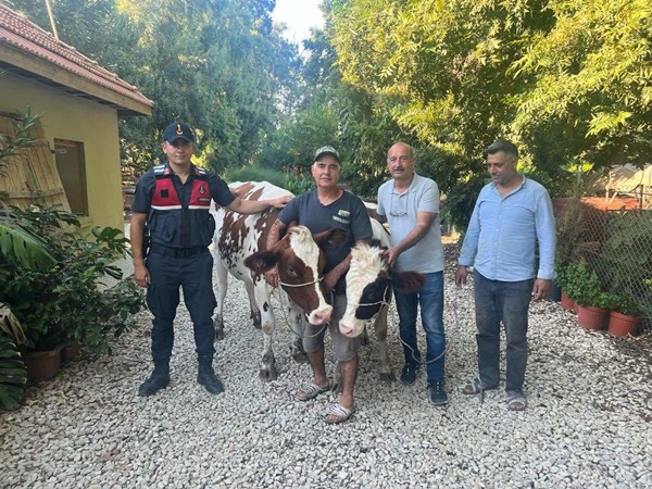 Yüreğir’de dana çalan şahıslar ile satın alan kişi hakkında adli işlem başladı