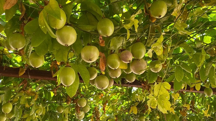 Evlerinin önüne kurdukları tropikal meyve bahçesi gelir kapıları oldu