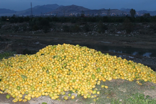 Tonlarca limon dere yatağına döküldü