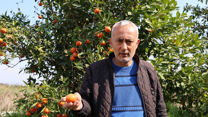 Adana'da para etmeyen narenciye bahçede kaldı