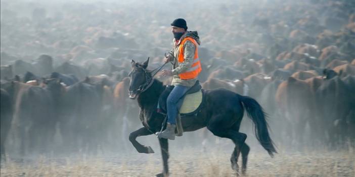 "Ağrı Dağı'nın kovboyları" eğittikleri yılkı atlarıyla sürüleri kontrol ediyor