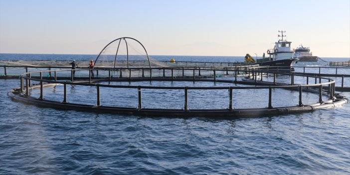 Adana'da denizde kafes balıkçılığında ilk hasat ihracat için yapıldı