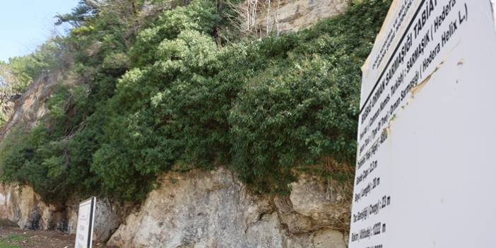 4 bin yıllık sarmaşığın gölgesinde baharı karşıladılar