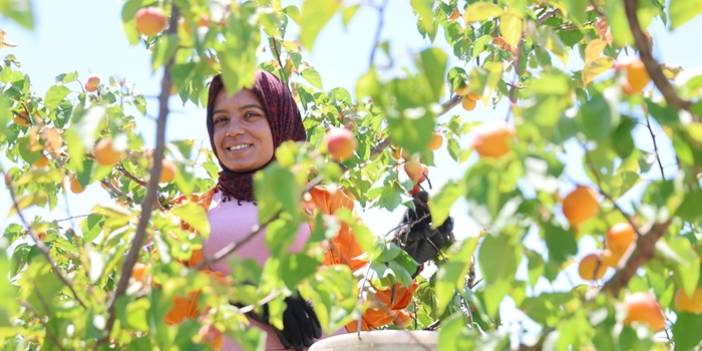 Adana'da erkenci kayısı hasadı başladı: Bahçede kilogramı 60-80 TL