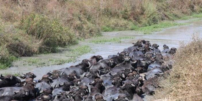 Burası Afrika değil Adana: Sıcaktan bunalan mandalar derede serinledi