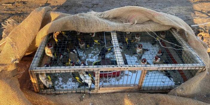 Adana'da saka kuşlarını kaçak avlayan kişiye 297 bin 608 lira ceza