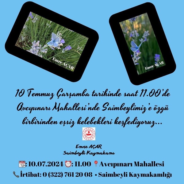 saimbeyli-kelebegi.jpg