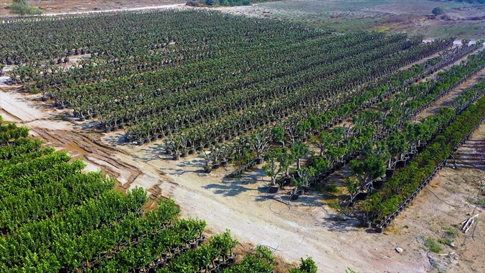 narenciye-agaclari.jpg
