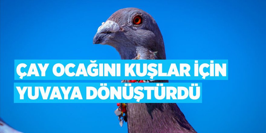 Çay ocağını kuşlar için yuvaya dönüştürdü