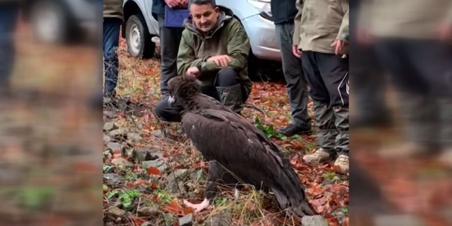 Bakan Pakdemirli, kara akbabayı doğaya saldı