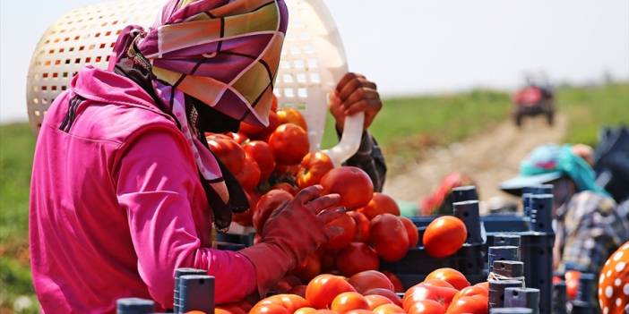 Devletten destek aldı üretimini 17 kat artırdı