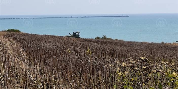 Köyünde 'ata tohumları'ndan ürün yetiştiren genç ziraat mühendisi hayalini gerçekleştirdi