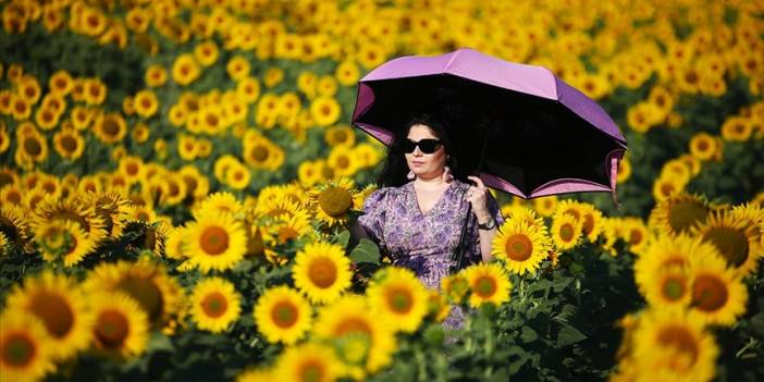 Çukurova'da sarıya boyanan ayçiçeği tarlaları doğal fotoğraf stüdyosu haline geldi